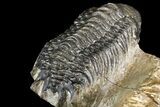 Spiny Dicranurus Trilobite With Crotalocephalina #154305-15